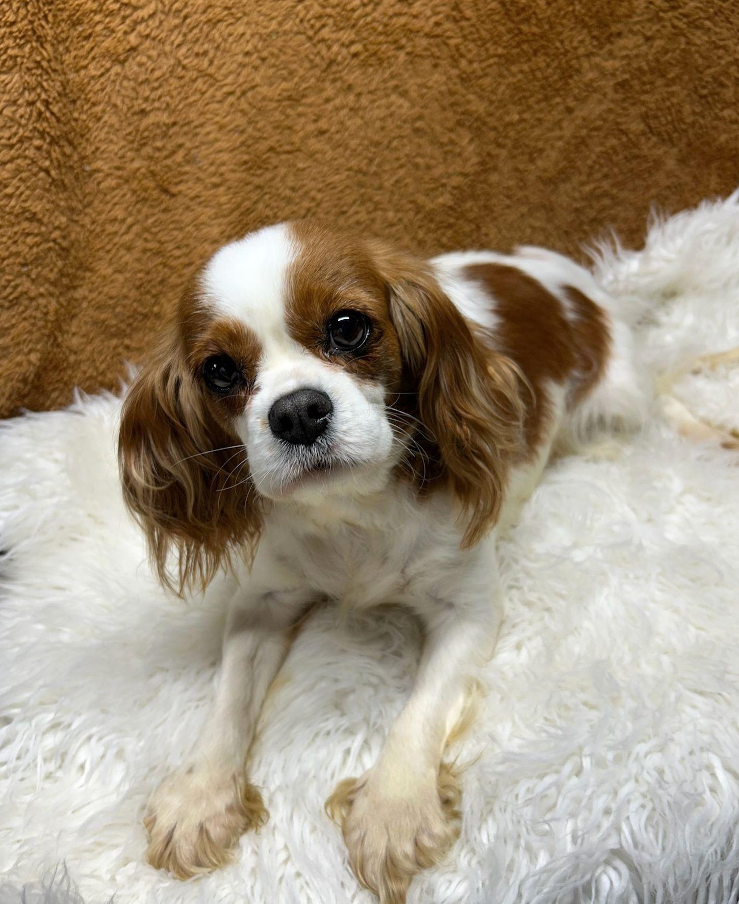 Enlarge CANDY (ohiosdrecue@gmail.com), an adopted Cavalier King Charles Spaniel in Rossford, OH image 2/5