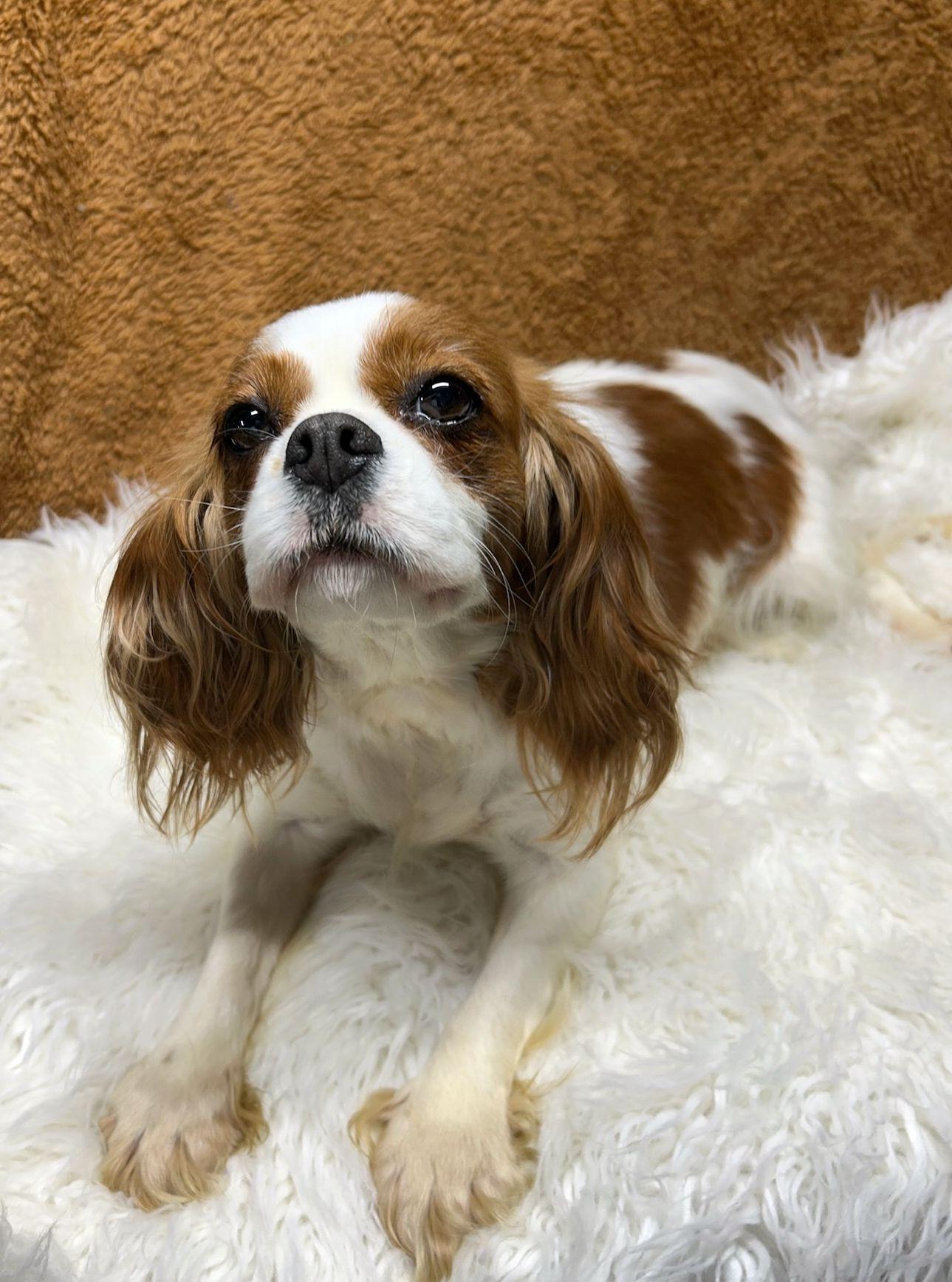 Enlarge CANDY (ohiosdrecue@gmail.com), an adopted Cavalier King Charles Spaniel in Rossford, OH image 4/5
