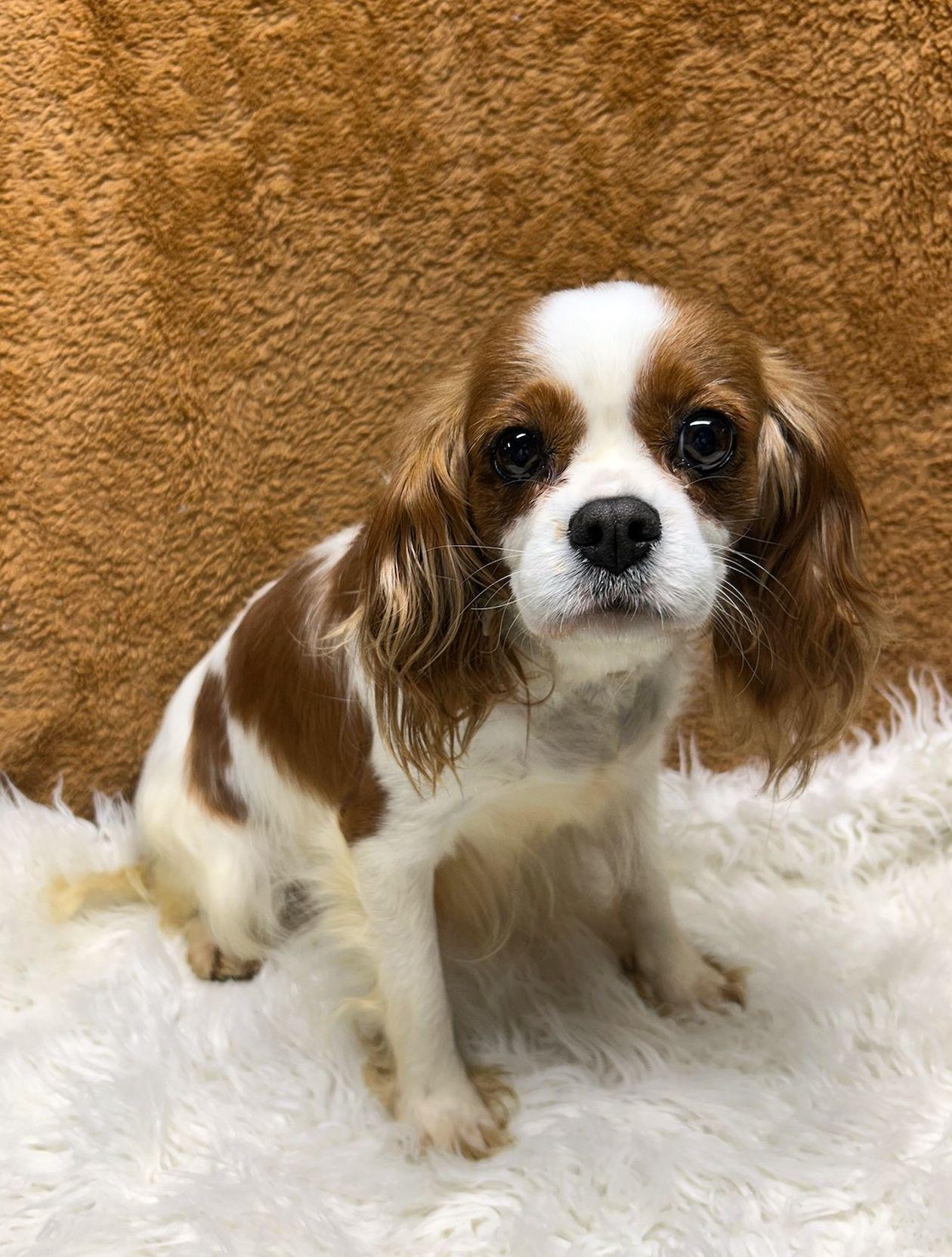 Enlarge CANDY (ohiosdrecue@gmail.com), an adopted Cavalier King Charles Spaniel in Rossford, OH image 3/5