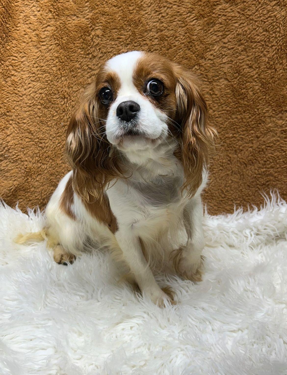 Enlarge CANDY (ohiosdrecue@gmail.com), an adopted Cavalier King Charles Spaniel in Rossford, OH image 5/5