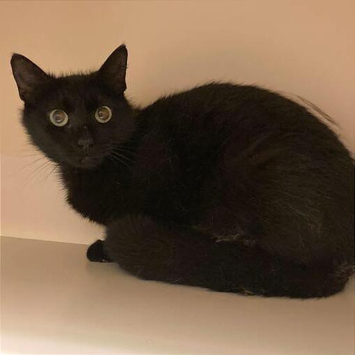 Madra, Adoptable, Adult Female Domestic Short Hair.