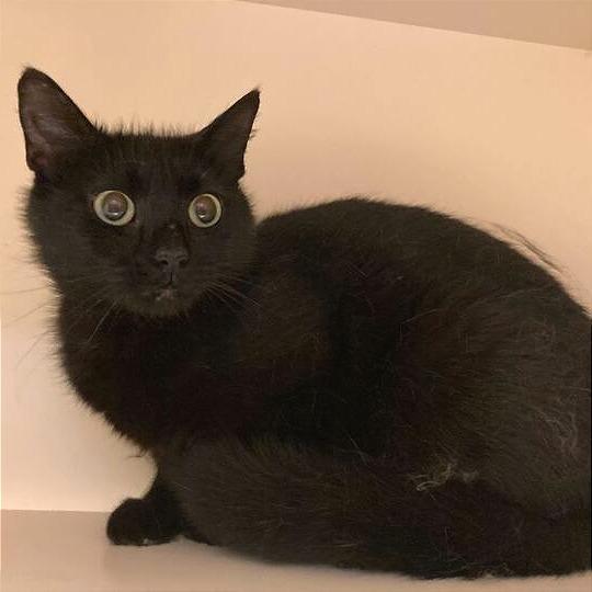 Madra, a Adoptable Domestic Short Hair in Dayton, OH image 2/2