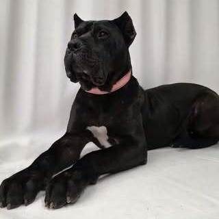 Crinkle Cut, Adoptable, Young Female Cane Corso.