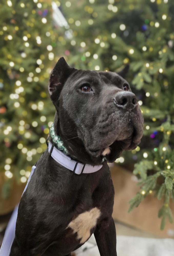 Enlarge Crinkle Cut, a Adoptable Cane Corso in Wayne, NJ image 2/2