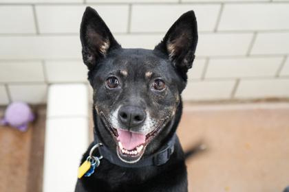 Mazie, Adoptable, Adult Female Shepherd & Mixed Breed.