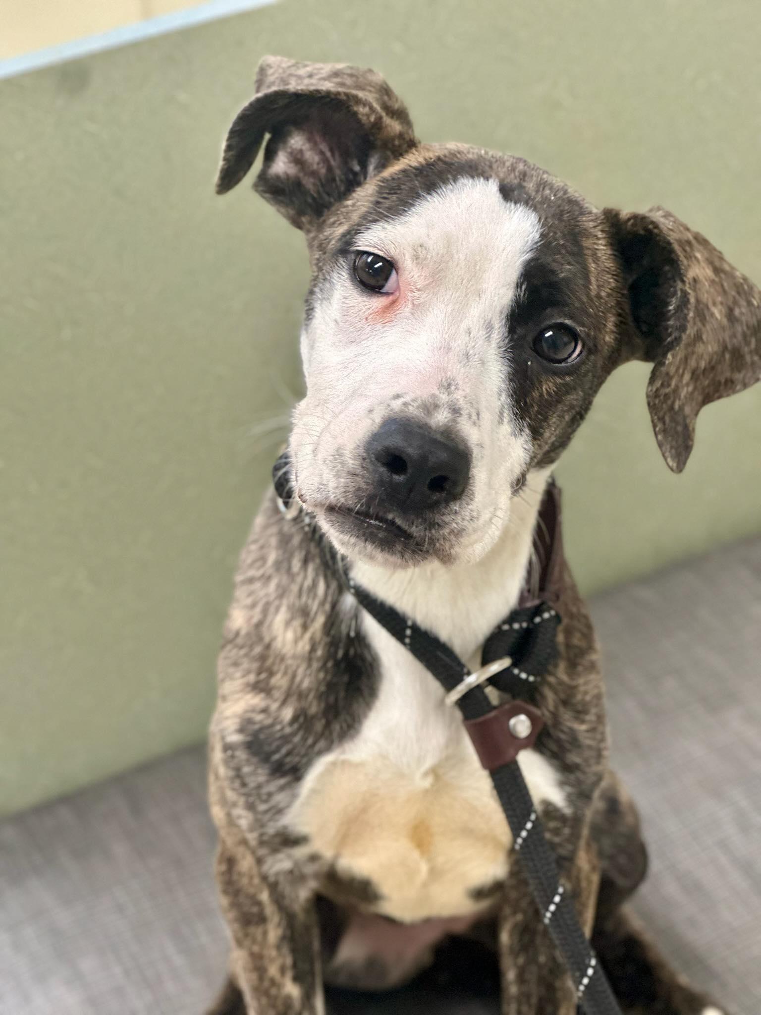 Dory, adopted, Young Female Mixed Breed.