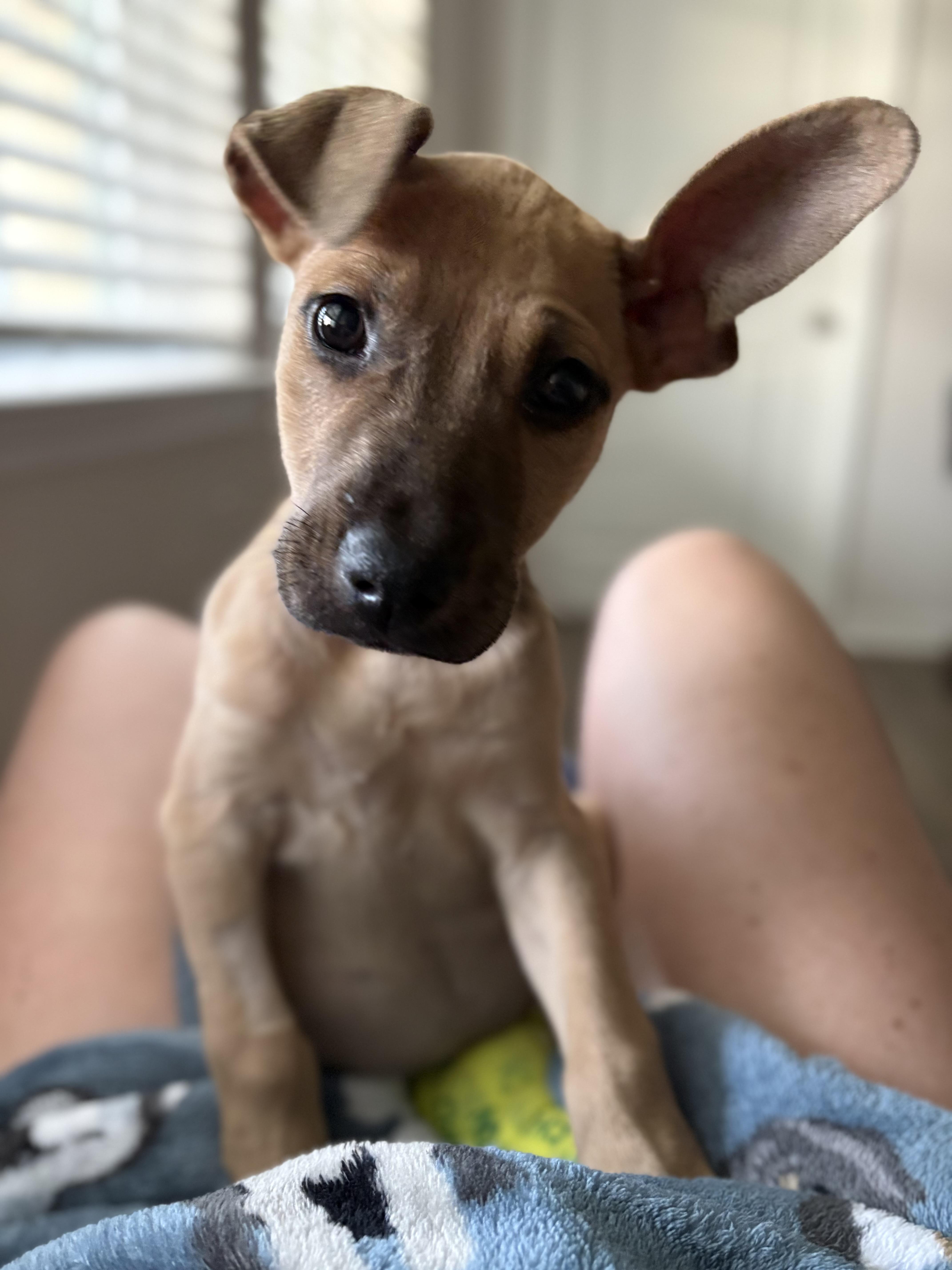 Melina, ADOPTABLE, Puppy Female Black Mouth Cur & Pit Bull Terrier.