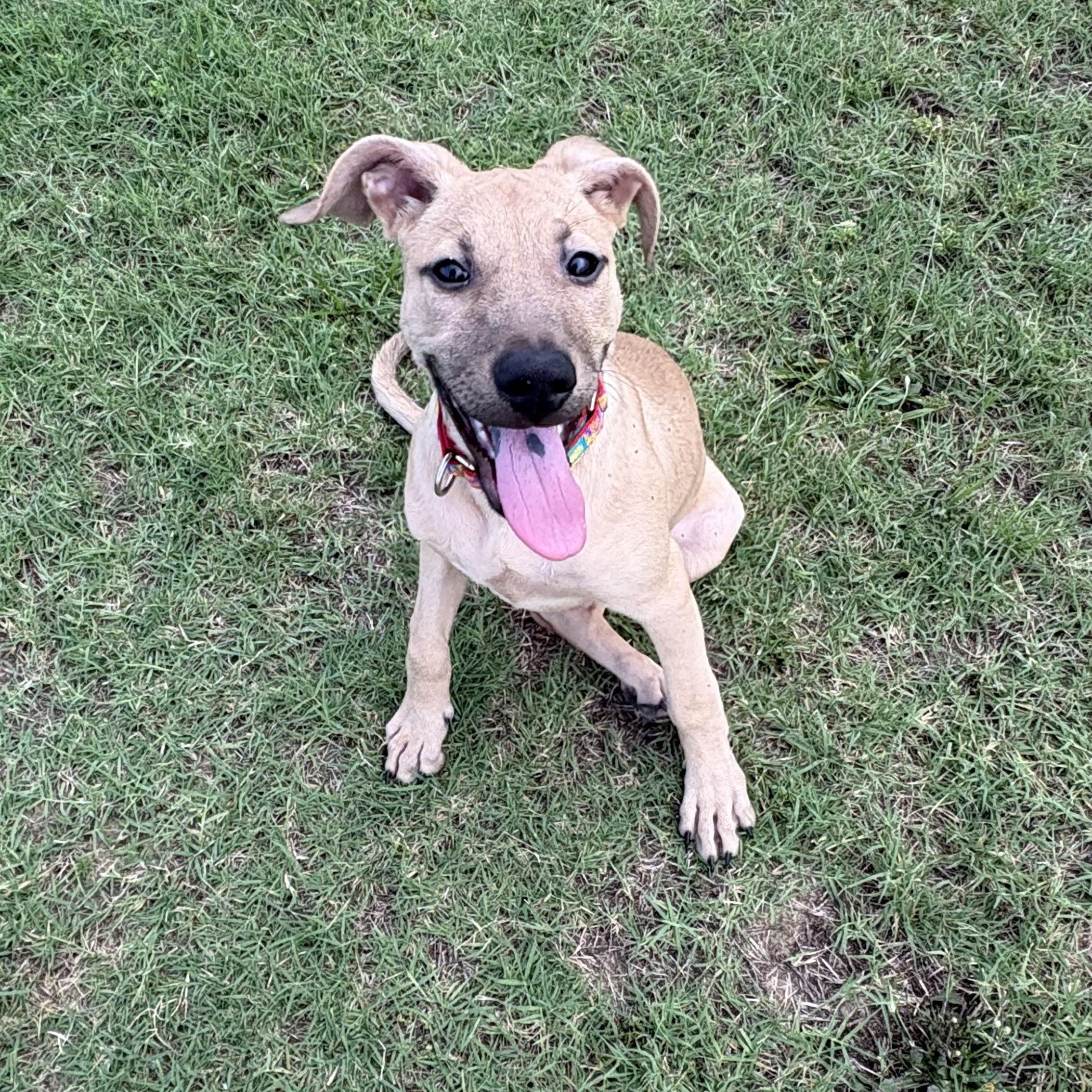 Melina, ADOPTABLE, Puppy Female German Shepherd Dog & Black Mouth Cur.