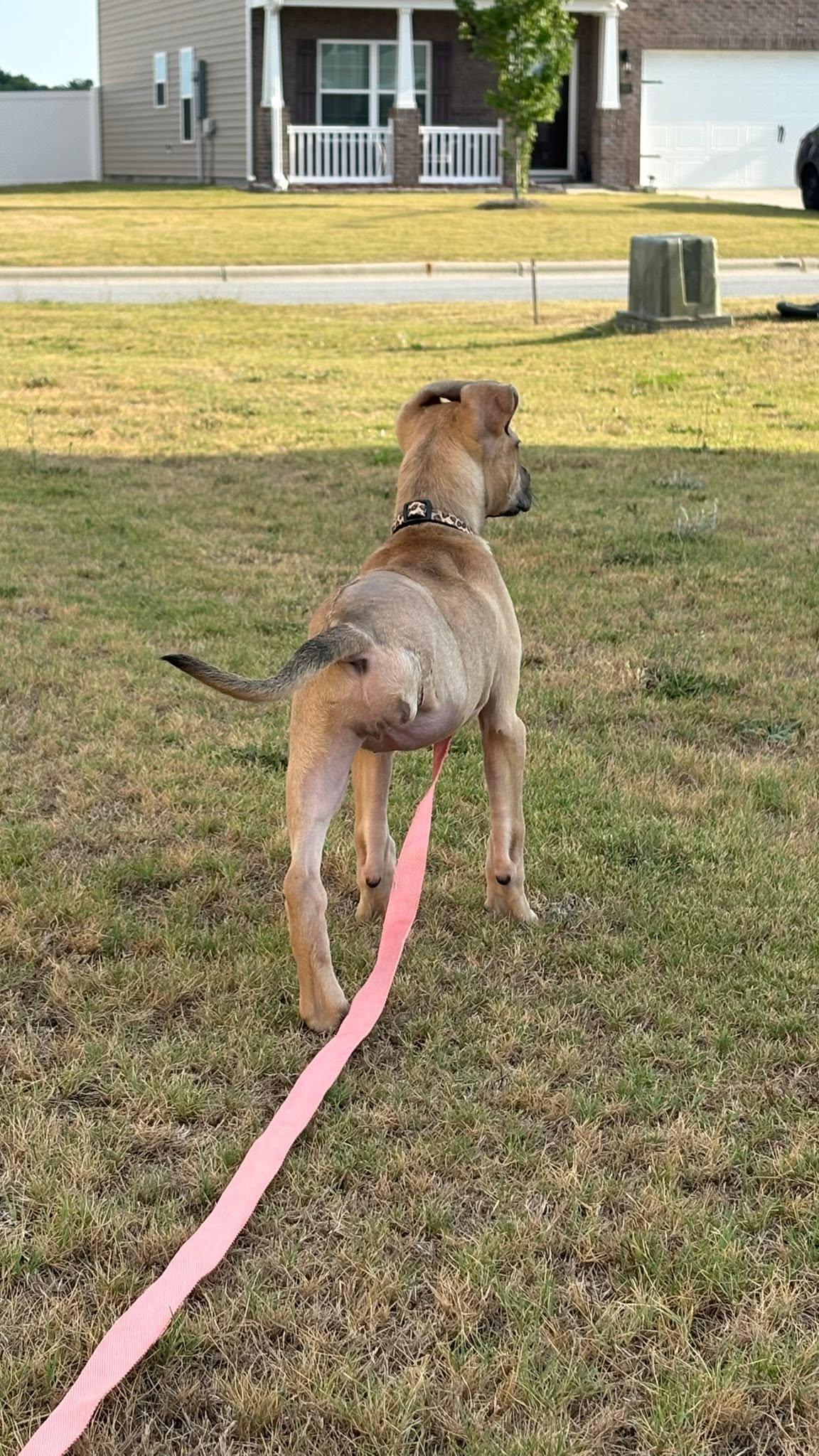 Melina, a ADOPTABLE mixed breed in Ayden, NC image 4/6