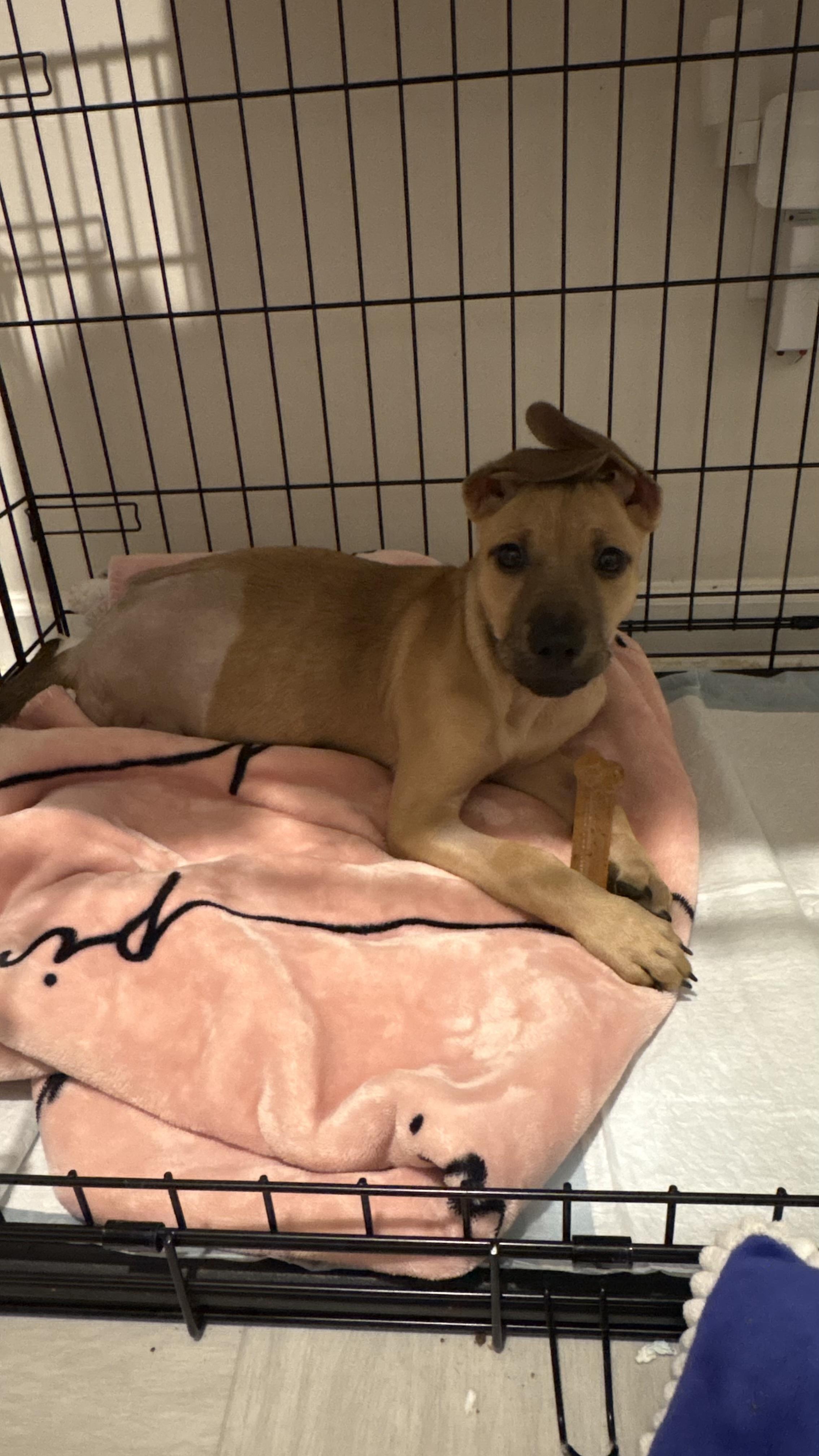 Enlarge Melina, a ADOPTABLE mixed breed in Ayden, NC image 2/4