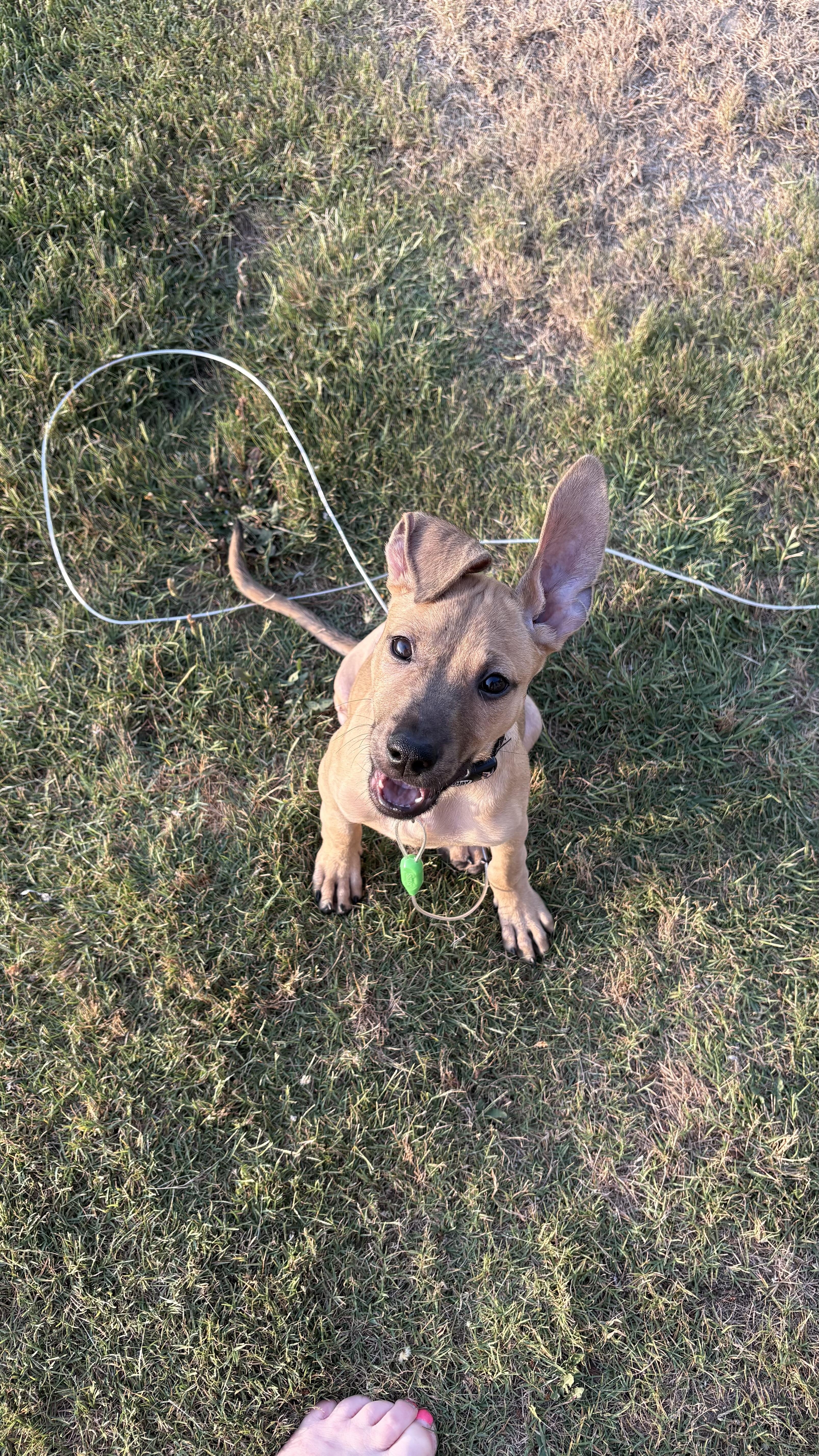 Enlarge Melina, a ADOPTABLE mixed breed in Ayden, NC image 4/4