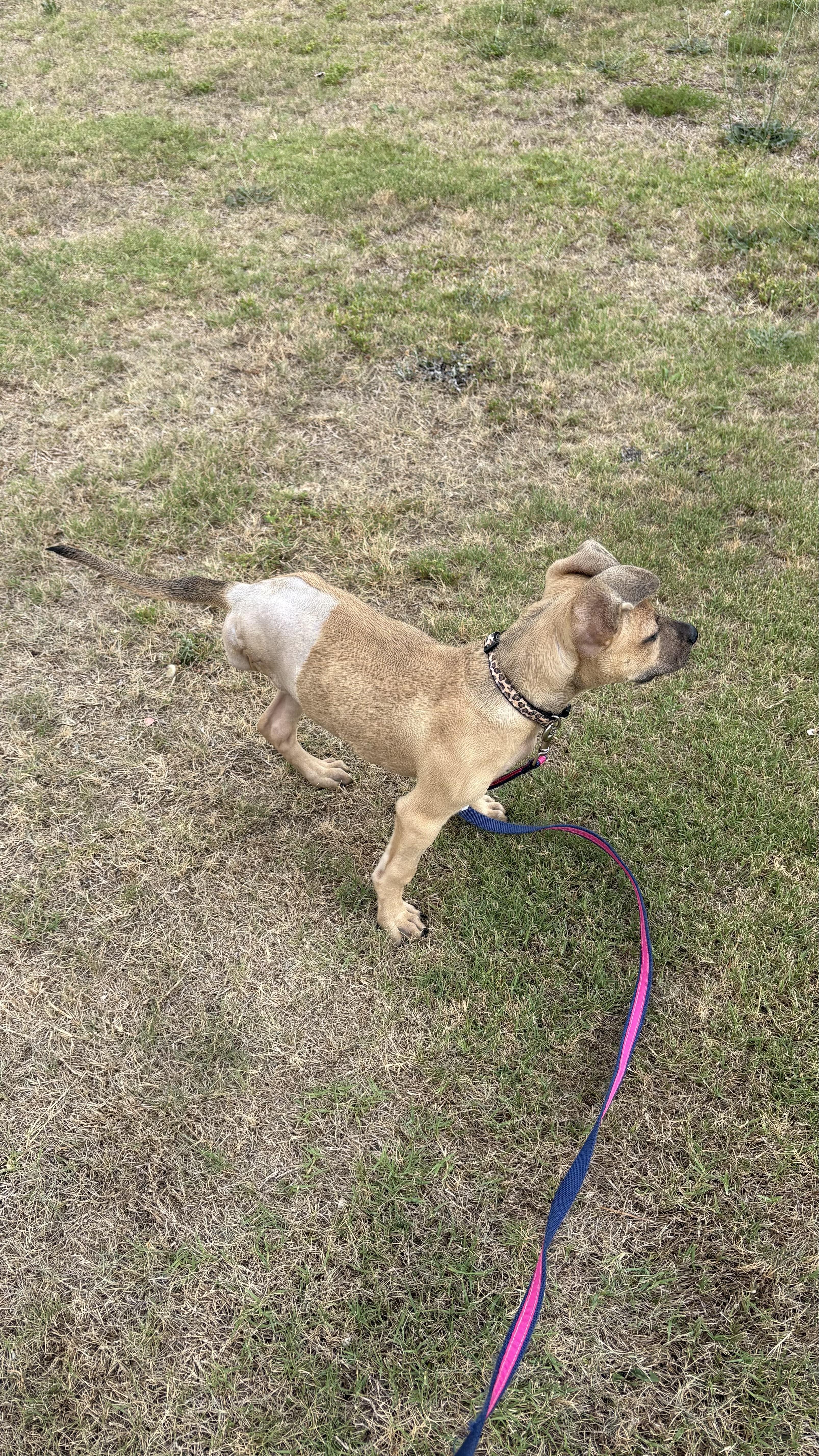 Enlarge Melina, a ADOPTABLE mixed breed in Ayden, NC image 3/4