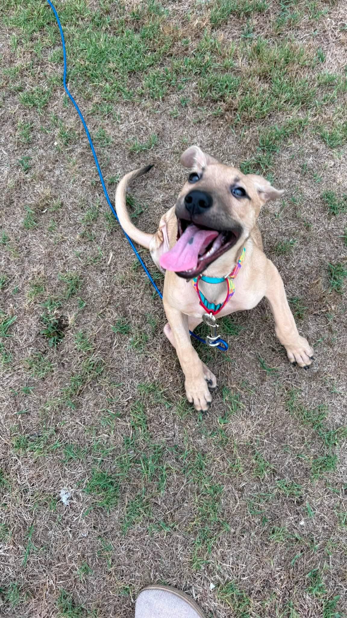 Melina, a ADOPTABLE mixed breed in Ayden, NC image 5/6