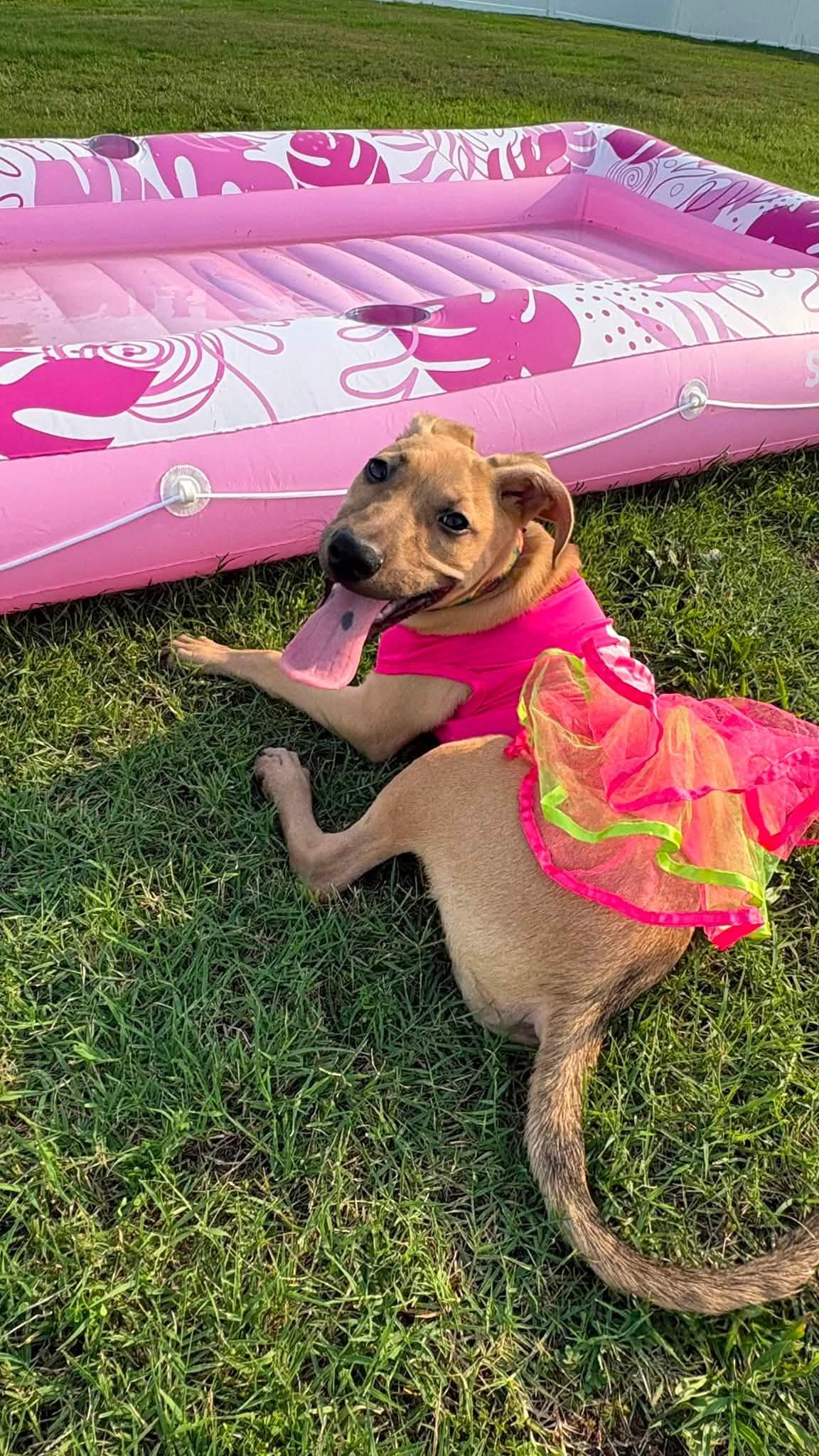 Melina, a ADOPTABLE mixed breed in Ayden, NC image 1/6