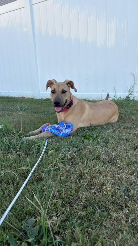 Melina, Adoptable, Young Female German Shepherd Dog & Black Mouth Cur.