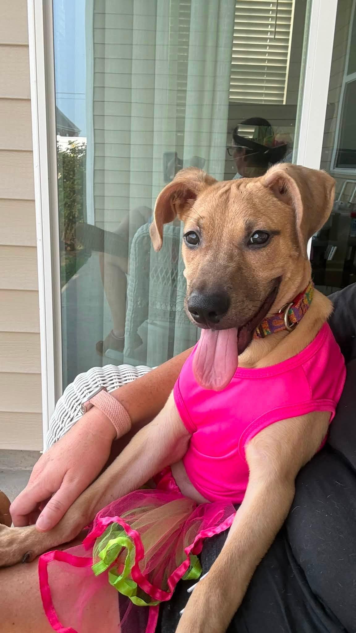 Melina, a ADOPTABLE mixed breed in Ayden, NC image 6/6