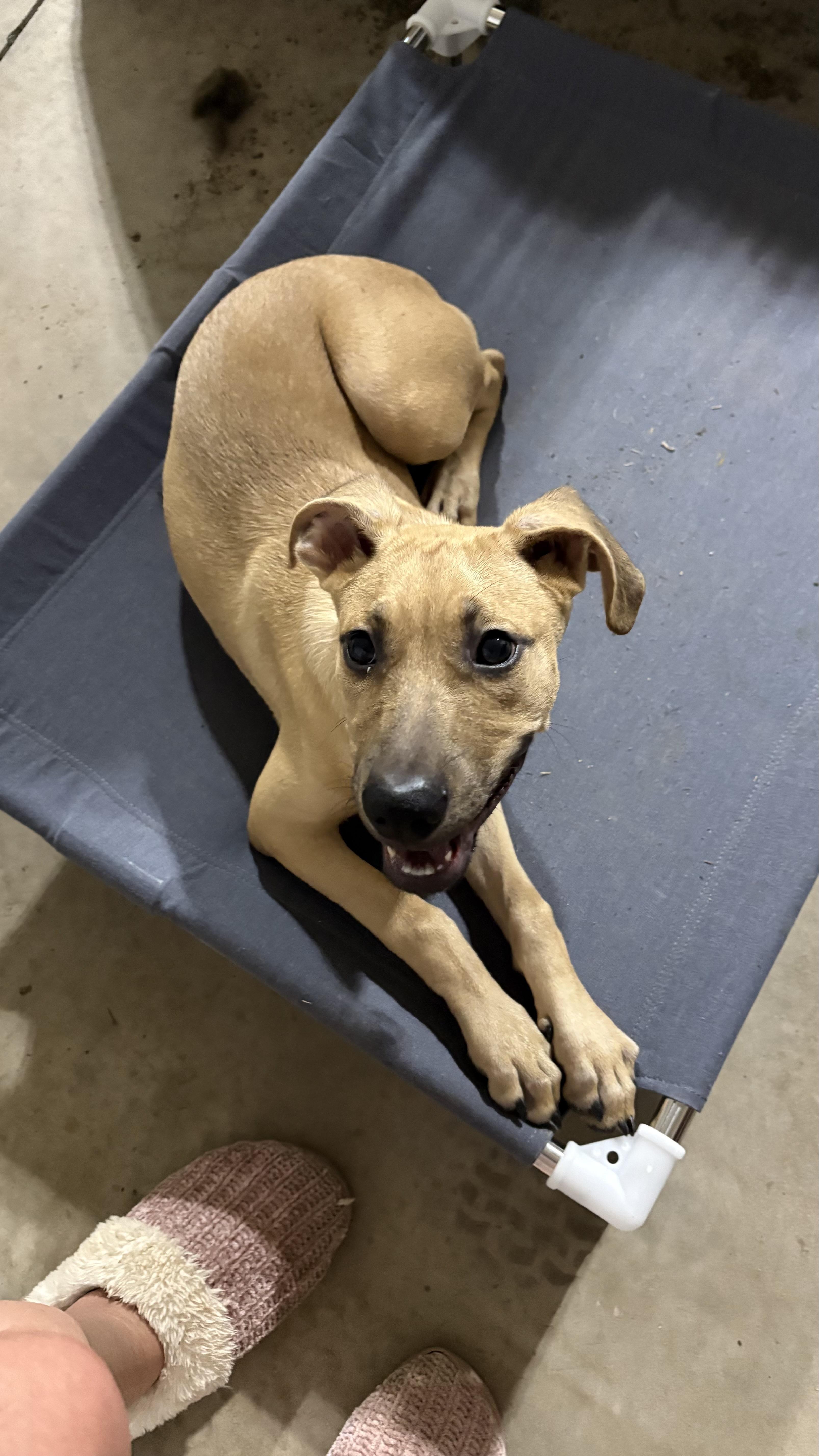 Melina, a ADOPTABLE mixed breed in Ayden, NC image 6/6