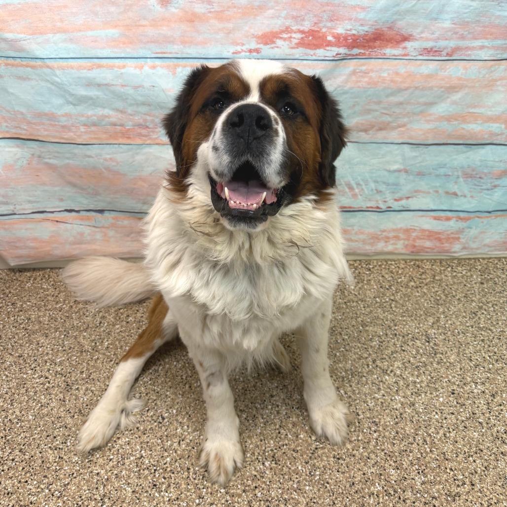 Enlarge Timber, a Adoptable mixed breed in Cheyenne, WY image 1/4