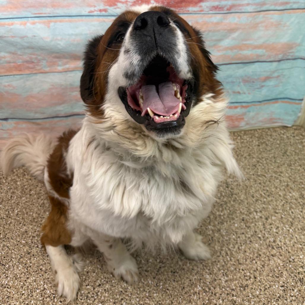 Enlarge Timber, a Adoptable mixed breed in Cheyenne, WY image 2/4