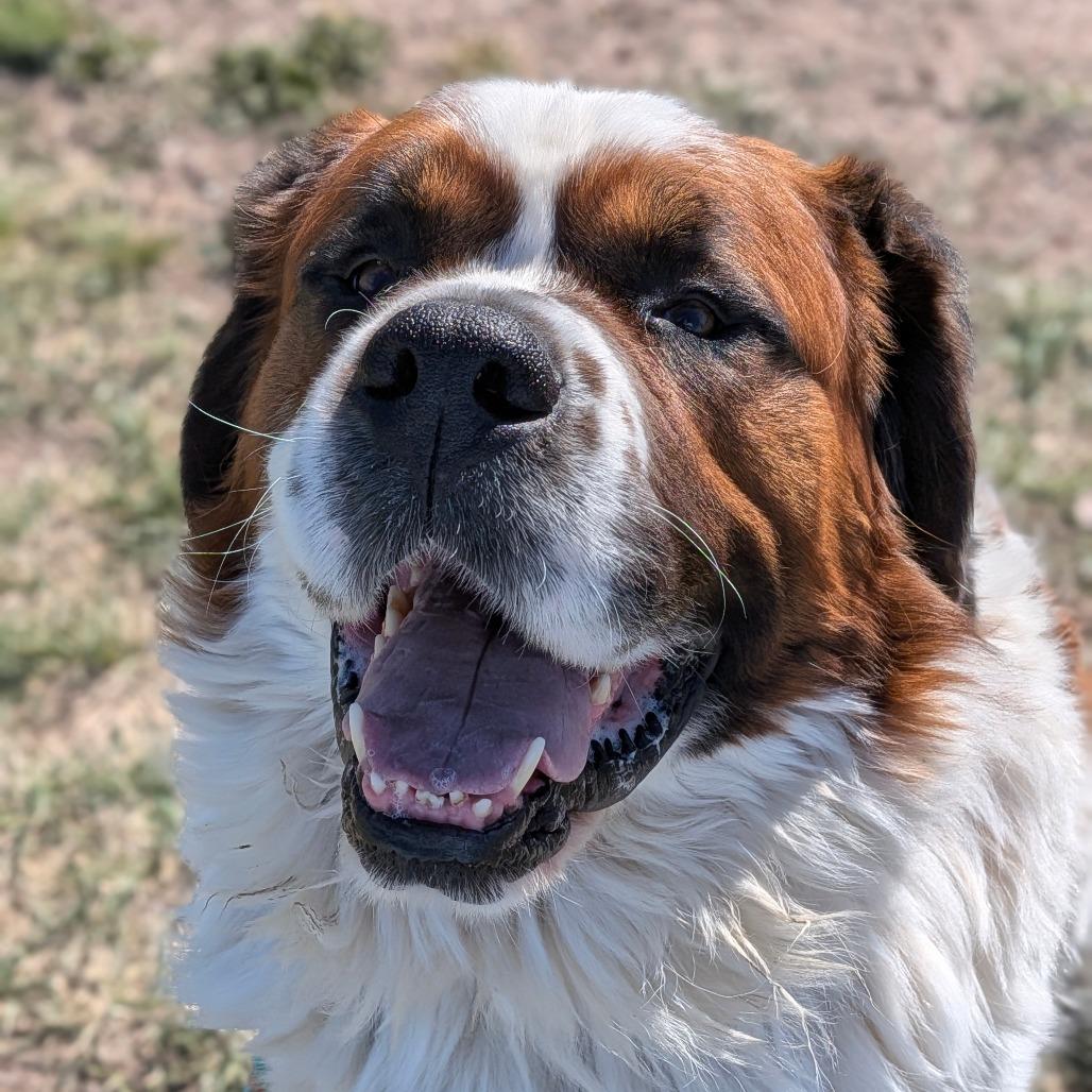 Enlarge Timber, a Adoptable mixed breed in Cheyenne, WY image 3/4