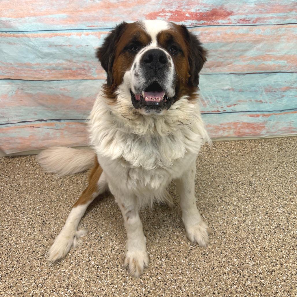 Enlarge Timber, a Adoptable mixed breed in Cheyenne, WY image 4/4