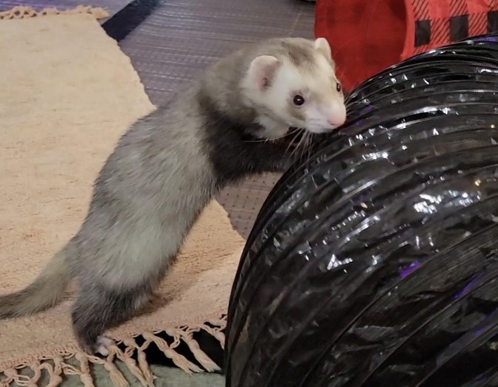 Enlarge Smoky, a ADOPTABLE Ferret in Acworth, GA image 2/2