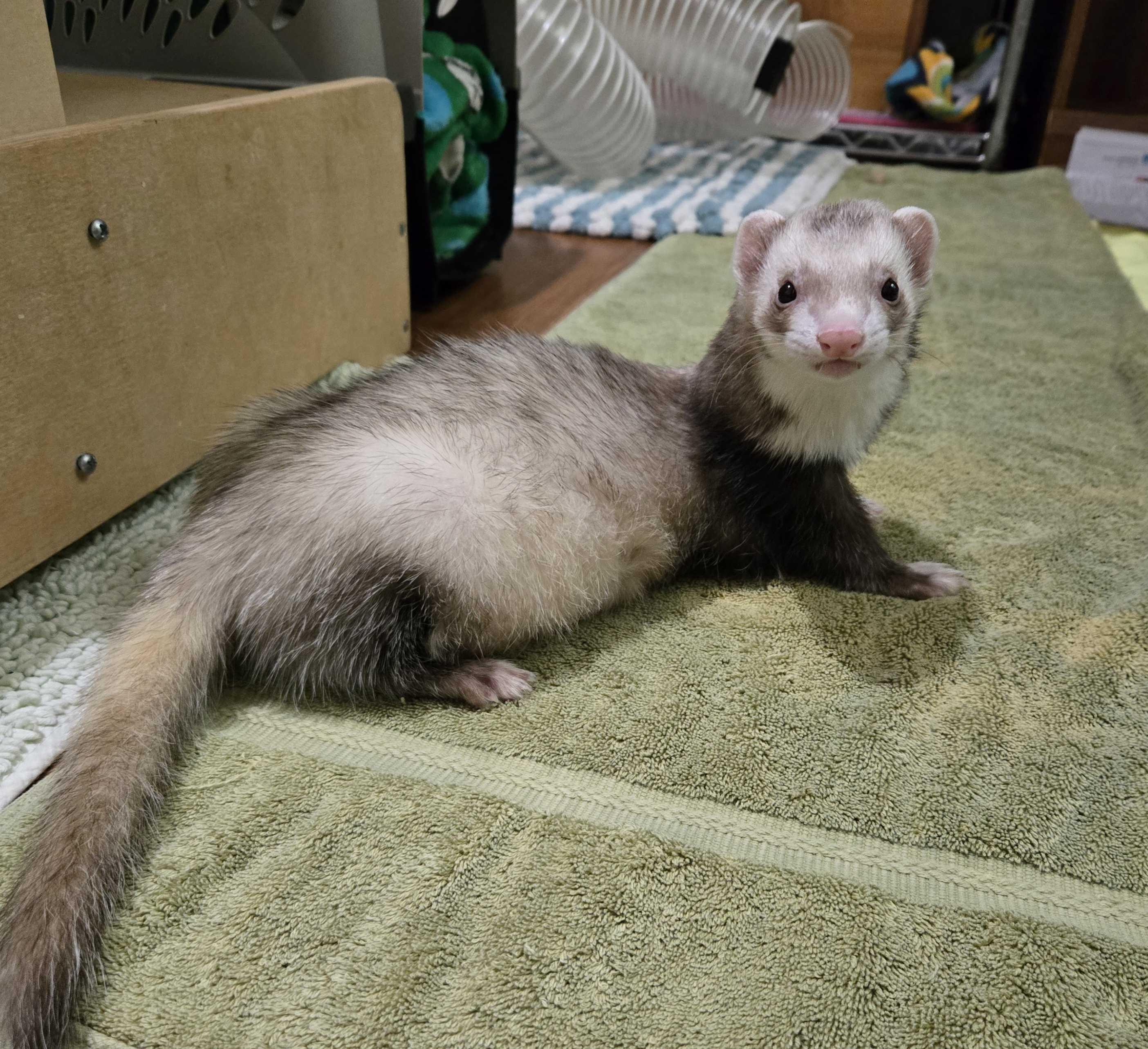 Enlarge Smoky, a ADOPTABLE Ferret in Acworth, GA image 1/2