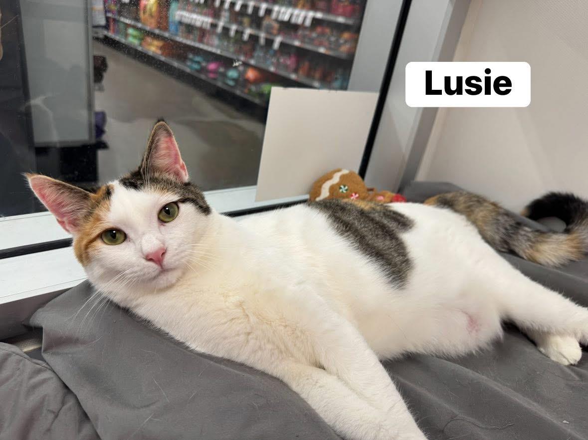 Lusie, a Adoptable Domestic Short Hair in Staten Island, NY image 1/6