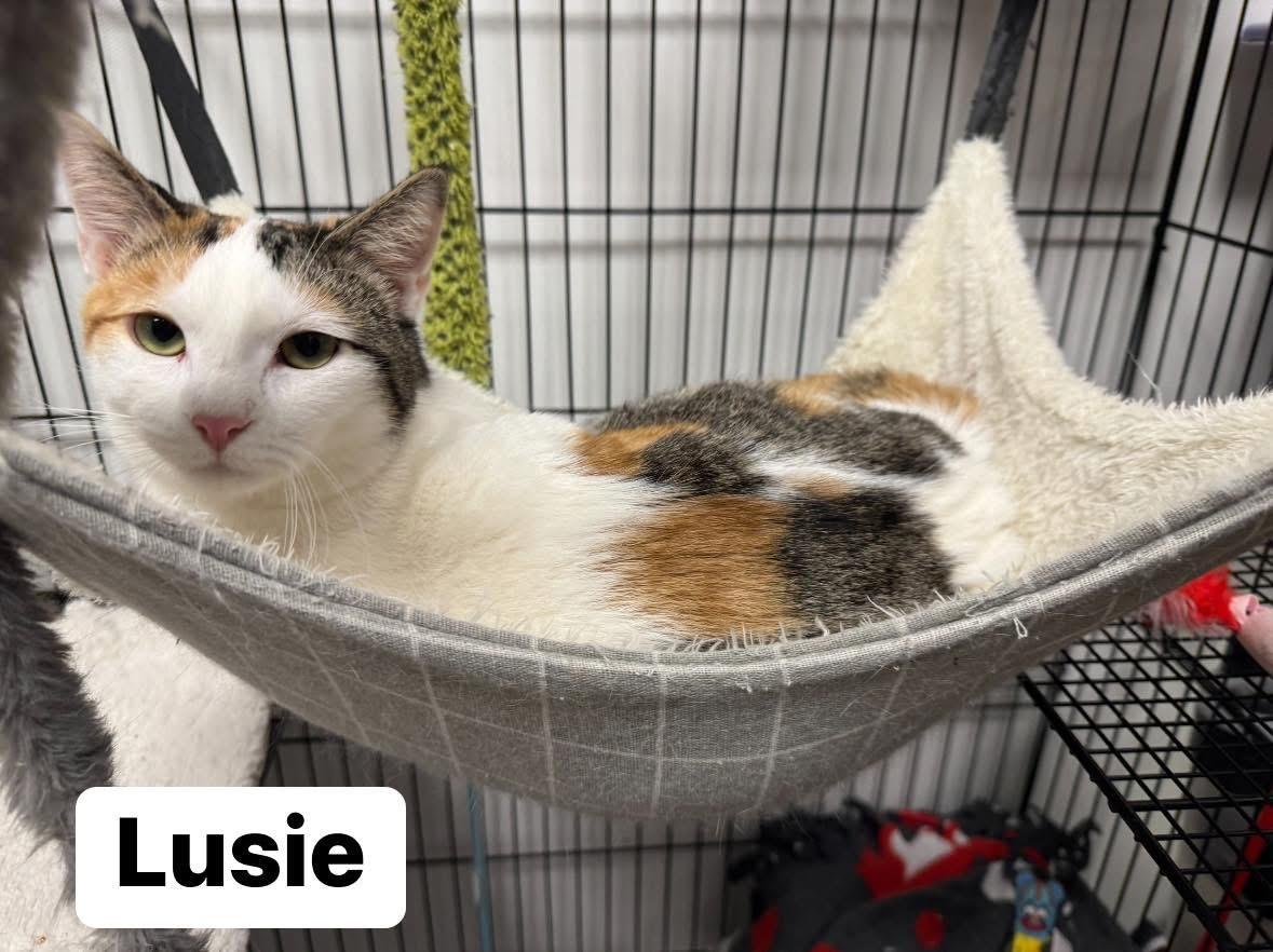 Lusie, a Adoptable Domestic Short Hair in Staten Island, NY image 6/6