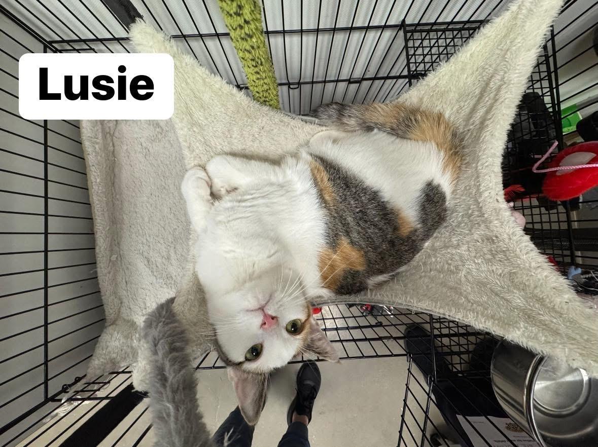 Lusie, a Adoptable Domestic Short Hair in Staten Island, NY image 5/6