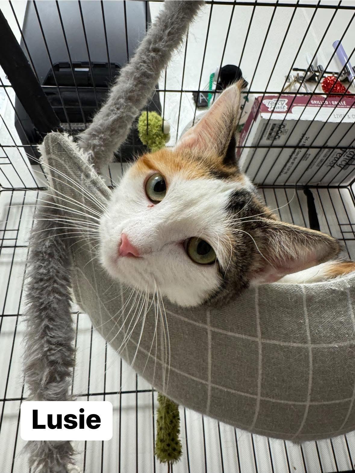 Lusie, a Adoptable Domestic Short Hair in Staten Island, NY image 4/6