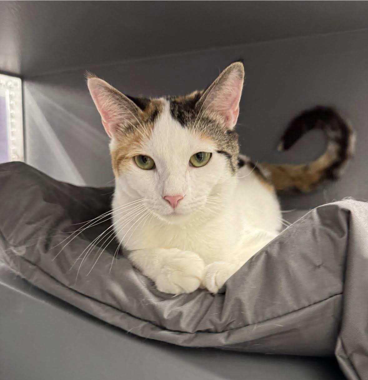 Lusie, a Adoptable Domestic Short Hair in Staten Island, NY image 2/6