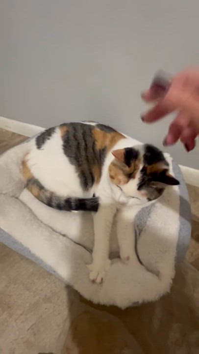 Enlarge Lusie, a Adoptable Domestic Short Hair in Staten Island, NY video 3/6