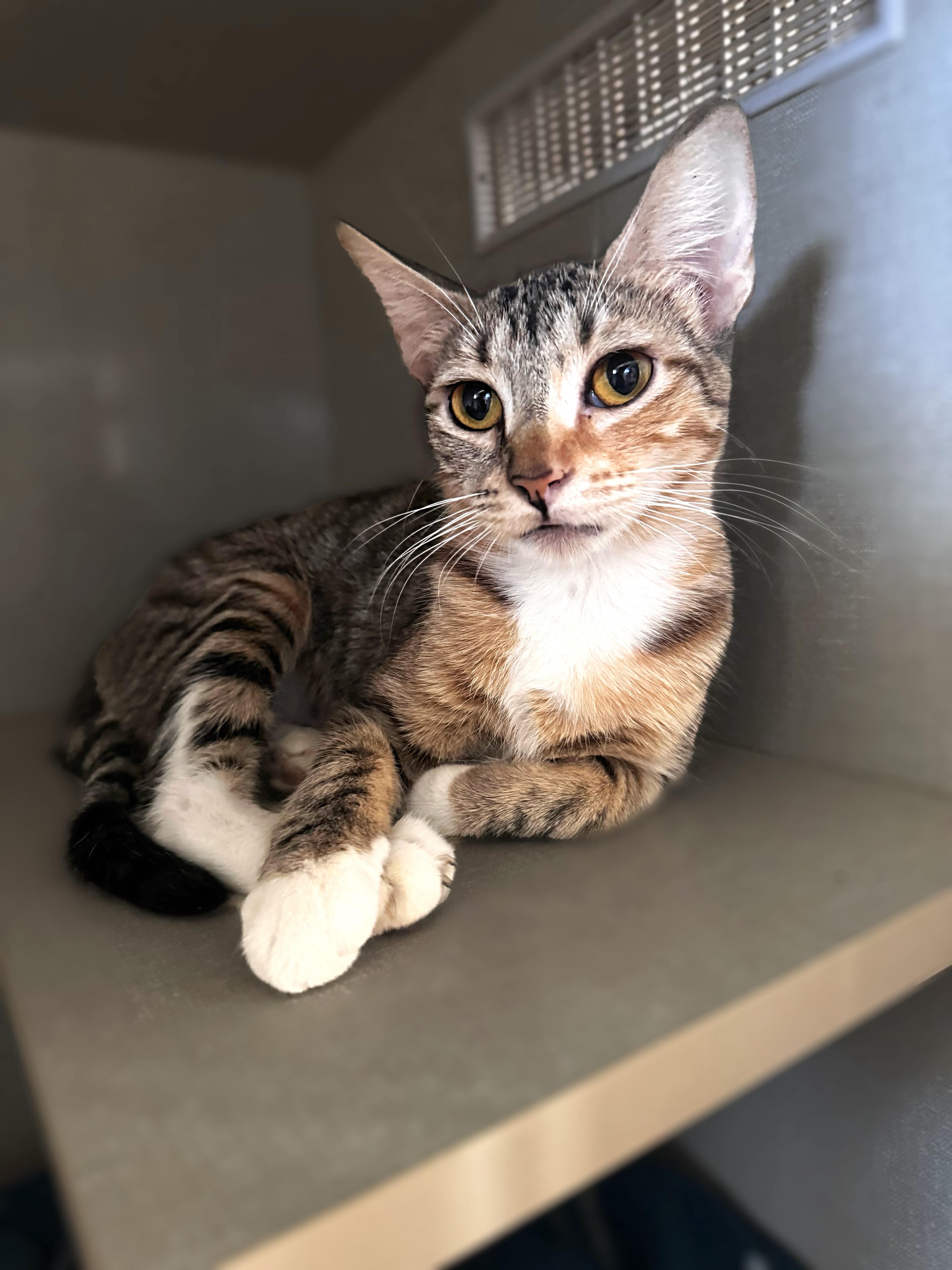 Mama Tostada, a Adoptable Domestic Short Hair in Dallas, TX image 2/2