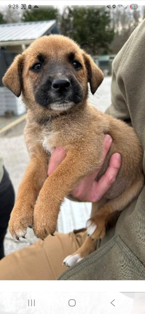 Enlarge BBQ- Girl 5- Riblet, a Adoptable mixed breed in Appleton, WI image 1/1