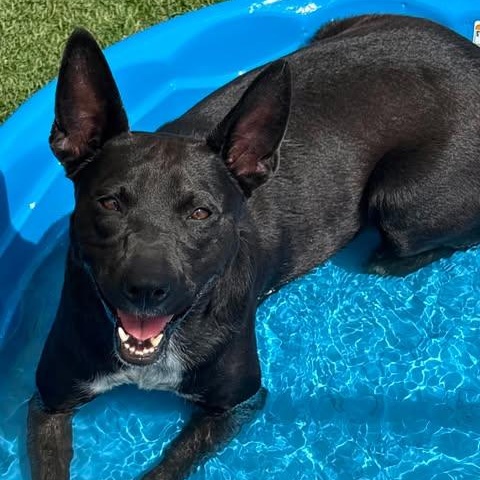 Courtney, a Adoptable mixed breed in Brattleboro, VT image 2/5