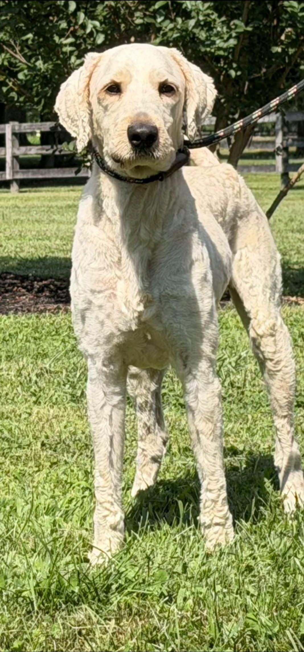 Enlarge Newman, a Adoptable Labradoodle in Chesapeake City, MD image 1/1