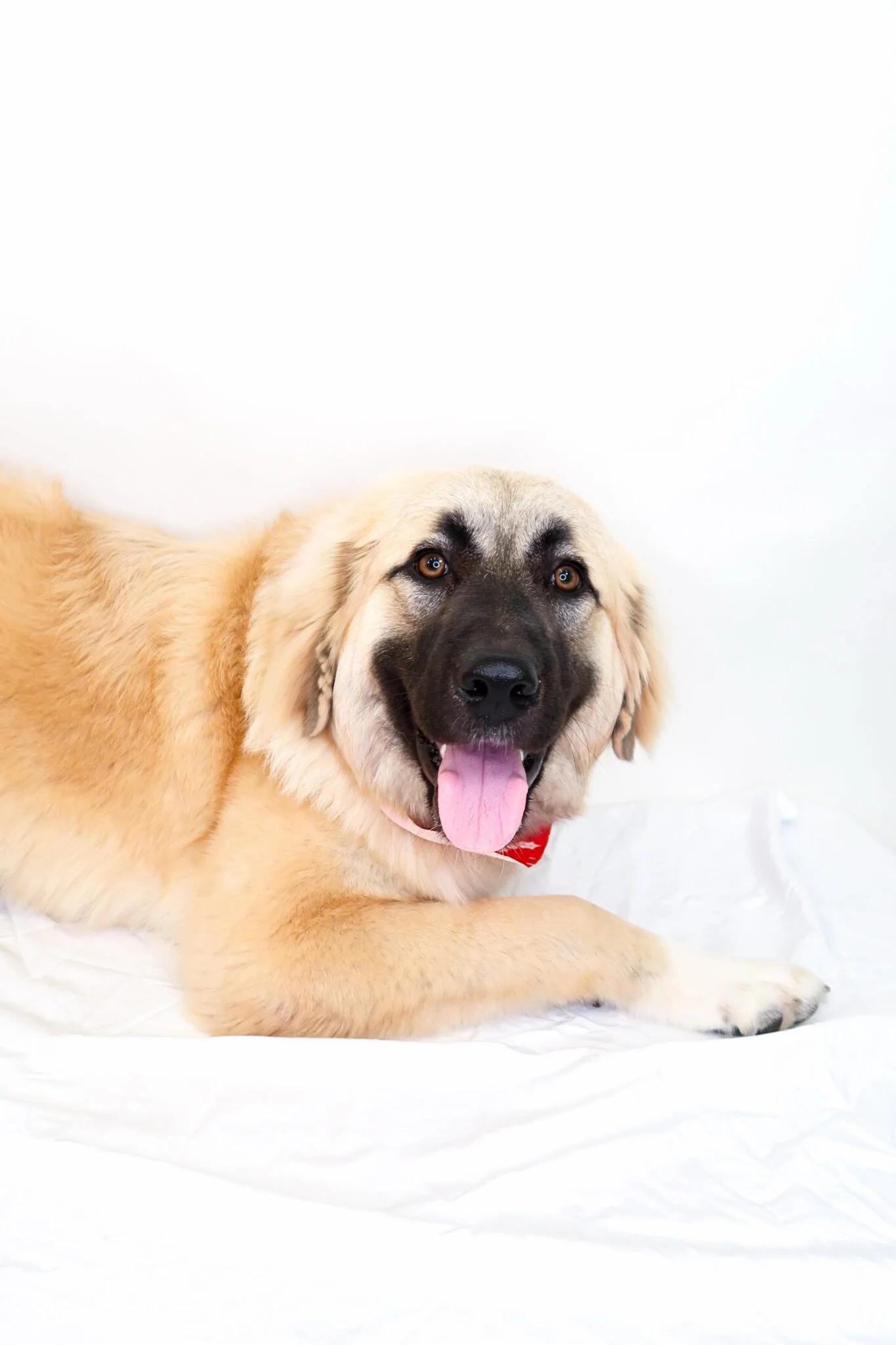 Enlarge Emmeline, a ADOPTABLE Anatolian Shepherd in Bixby, OK image 5/5
