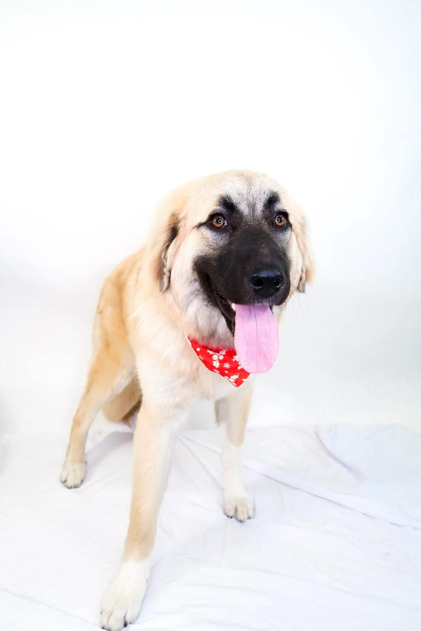 Enlarge Emmeline, a ADOPTABLE Anatolian Shepherd in Bixby, OK image 3/5