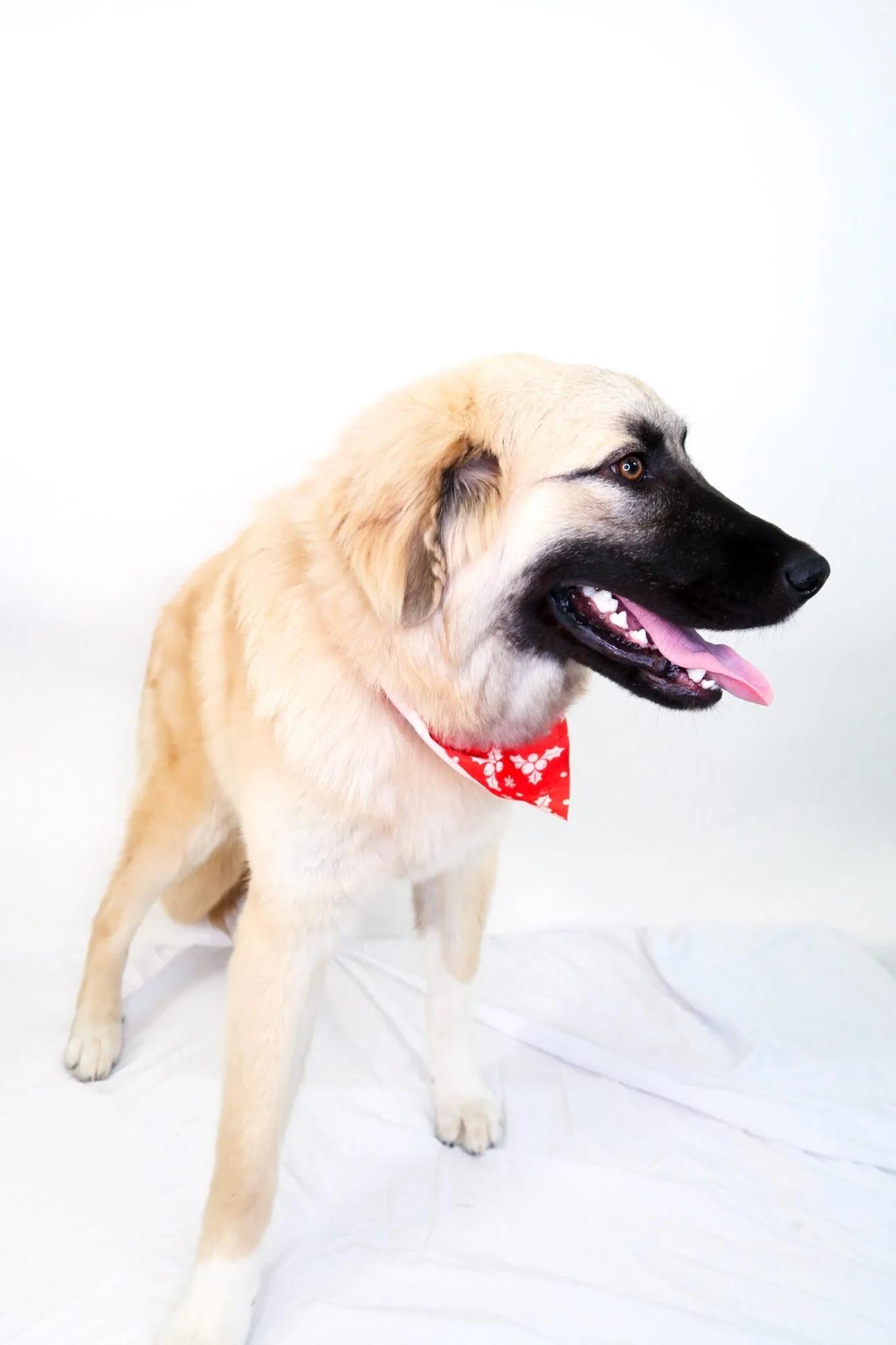 Enlarge Emmeline, a ADOPTABLE Anatolian Shepherd in Bixby, OK image 4/5