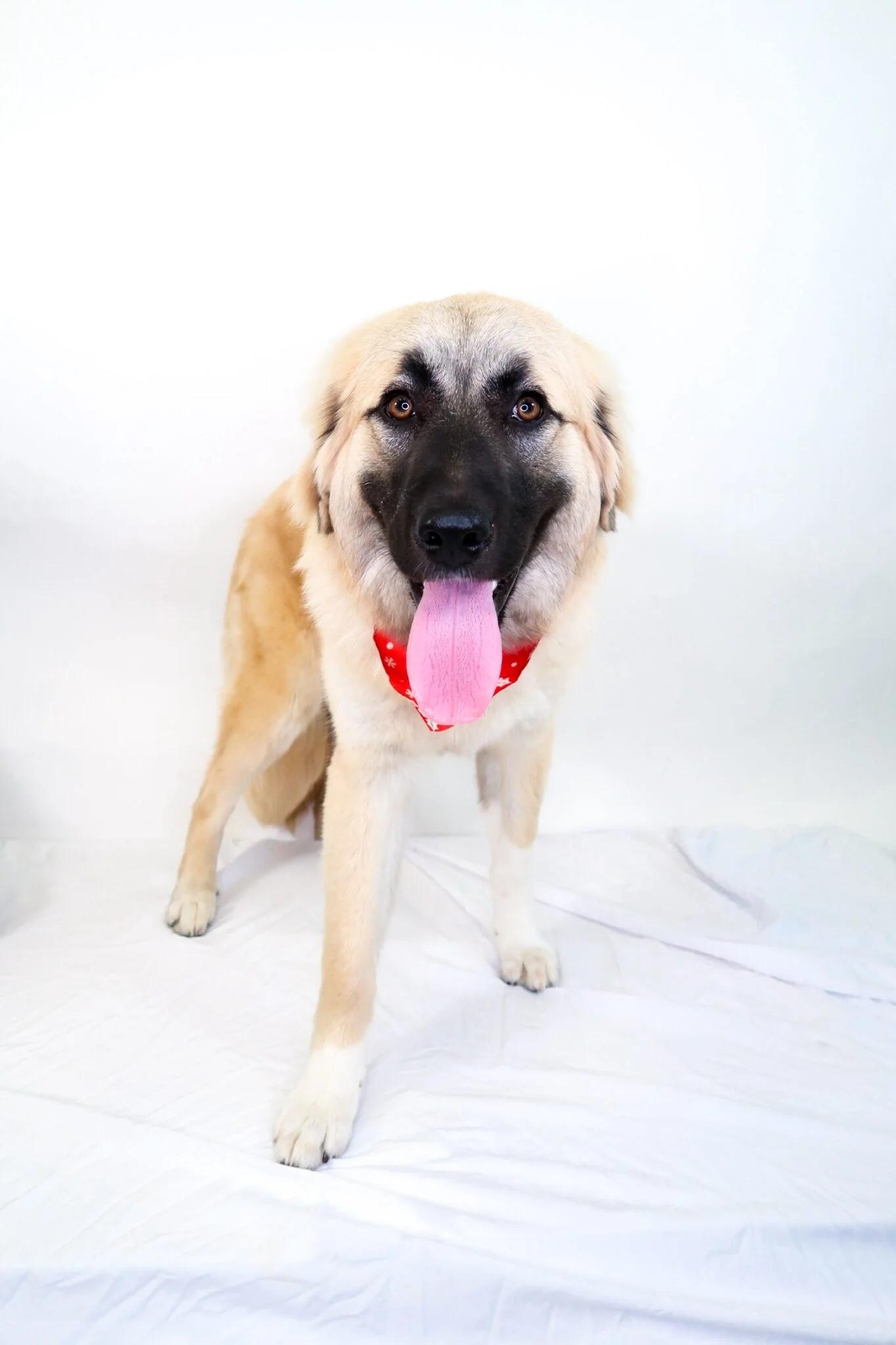 Emmeline, ADOPTABLE, Adult Female Anatolian Shepherd.