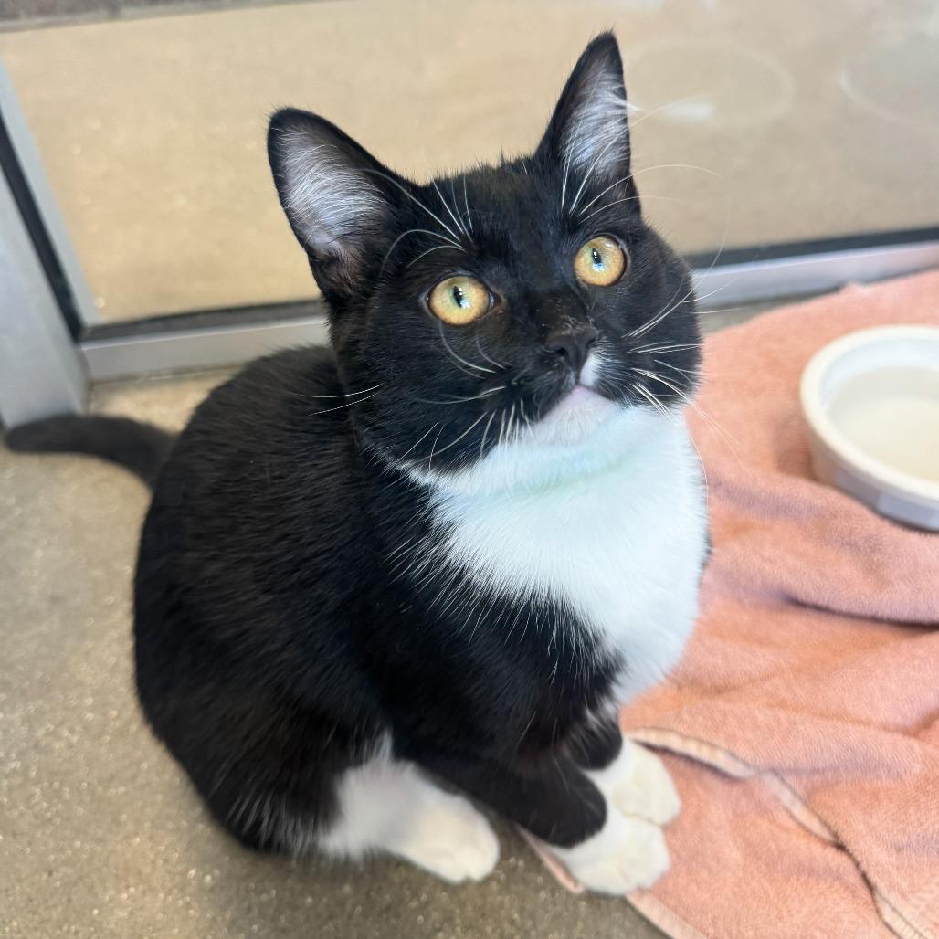 McKenzie, Adoptable, Kitten Female Domestic Short Hair.