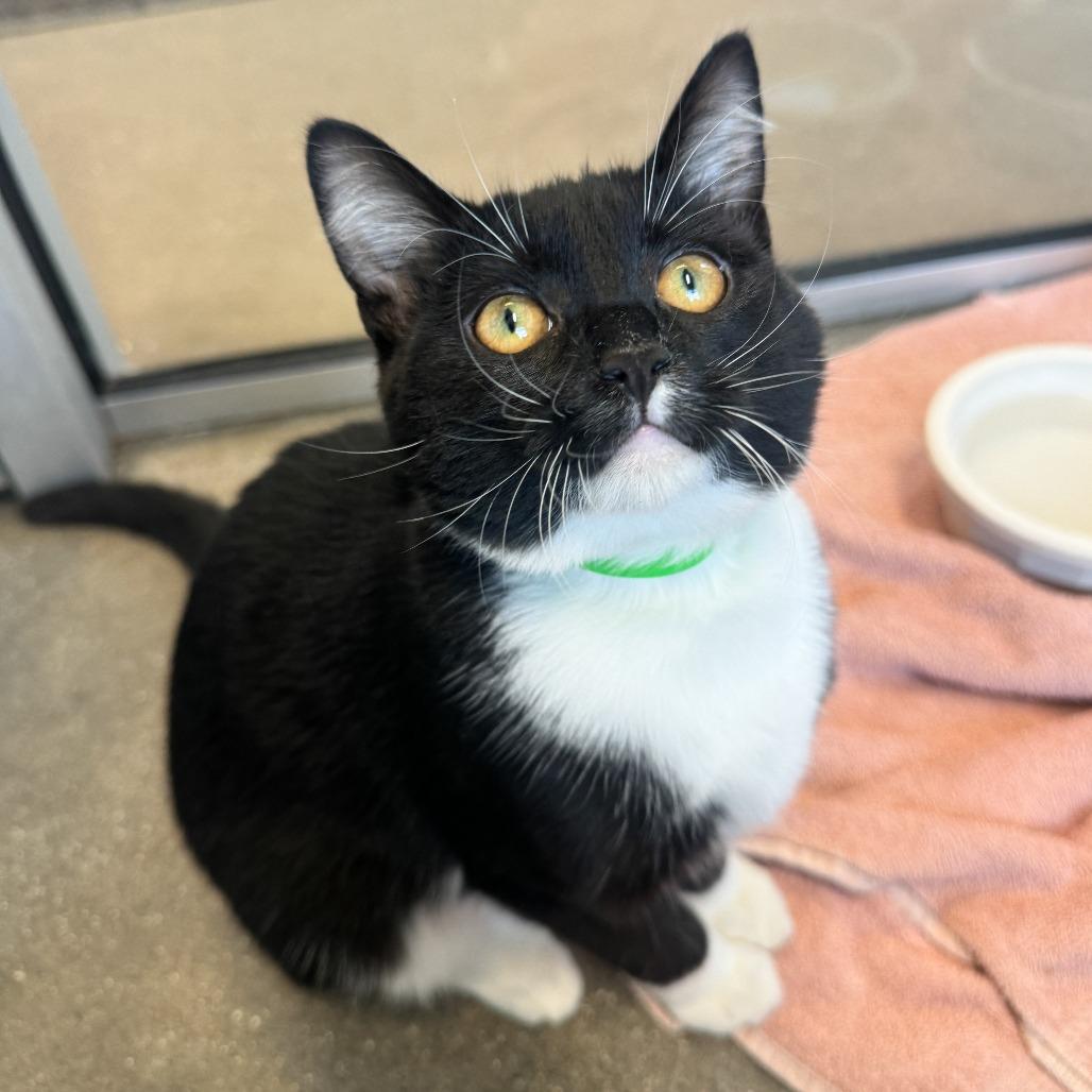 Enlarge McKenzie, a Adoptable Domestic Short Hair in Fort Wayne, IN image 2/3