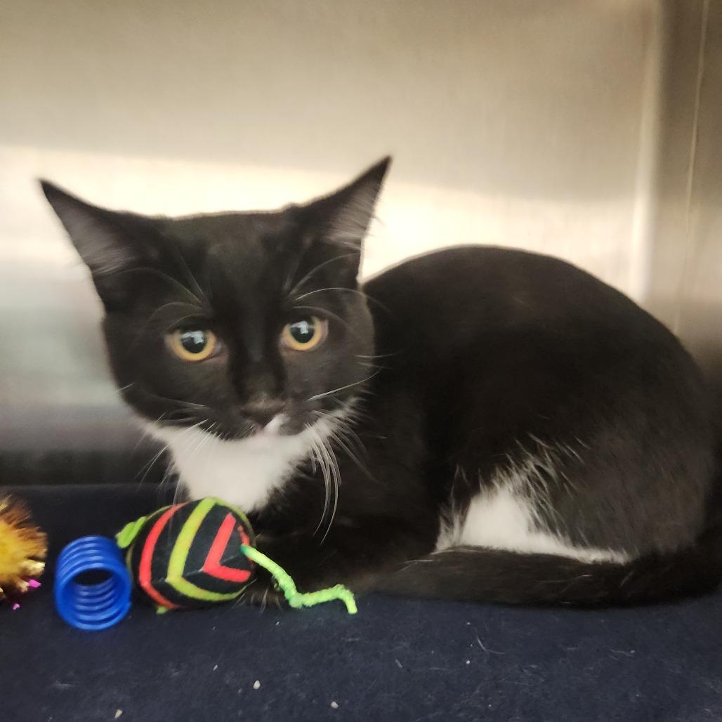 Enlarge McKenzie, a Adoptable Domestic Short Hair in Fort Wayne, IN image 3/3
