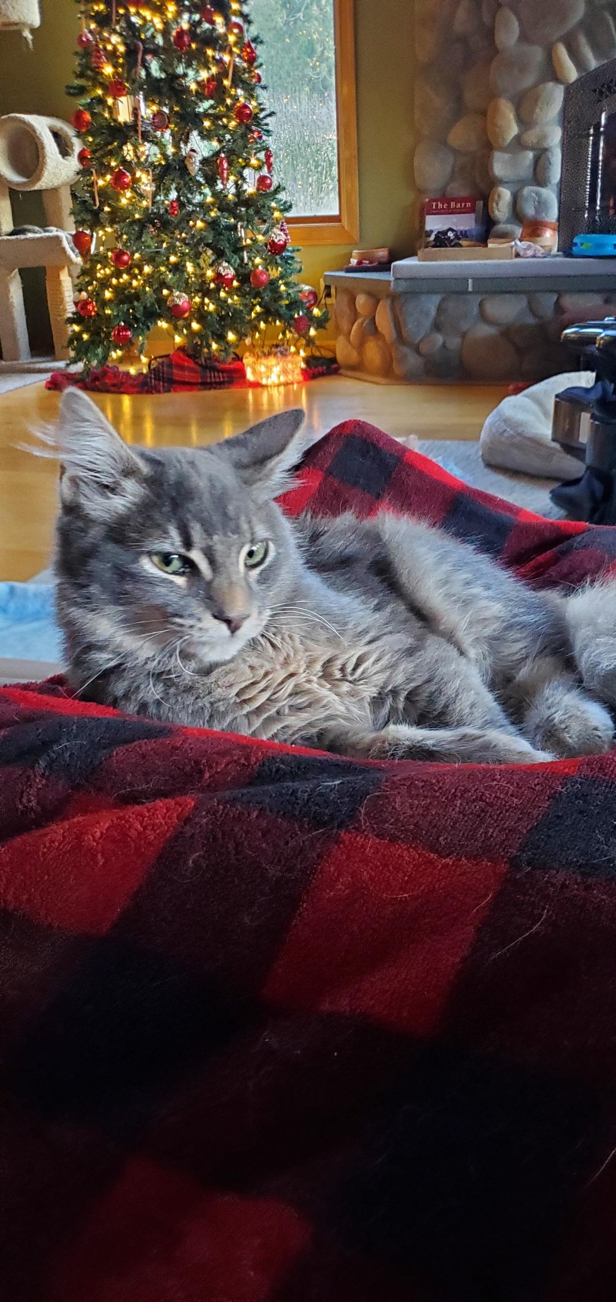 Enlarge Ringo and Archer, a ADOPTABLE Domestic Short Hair in Auburn, WA image 2/2