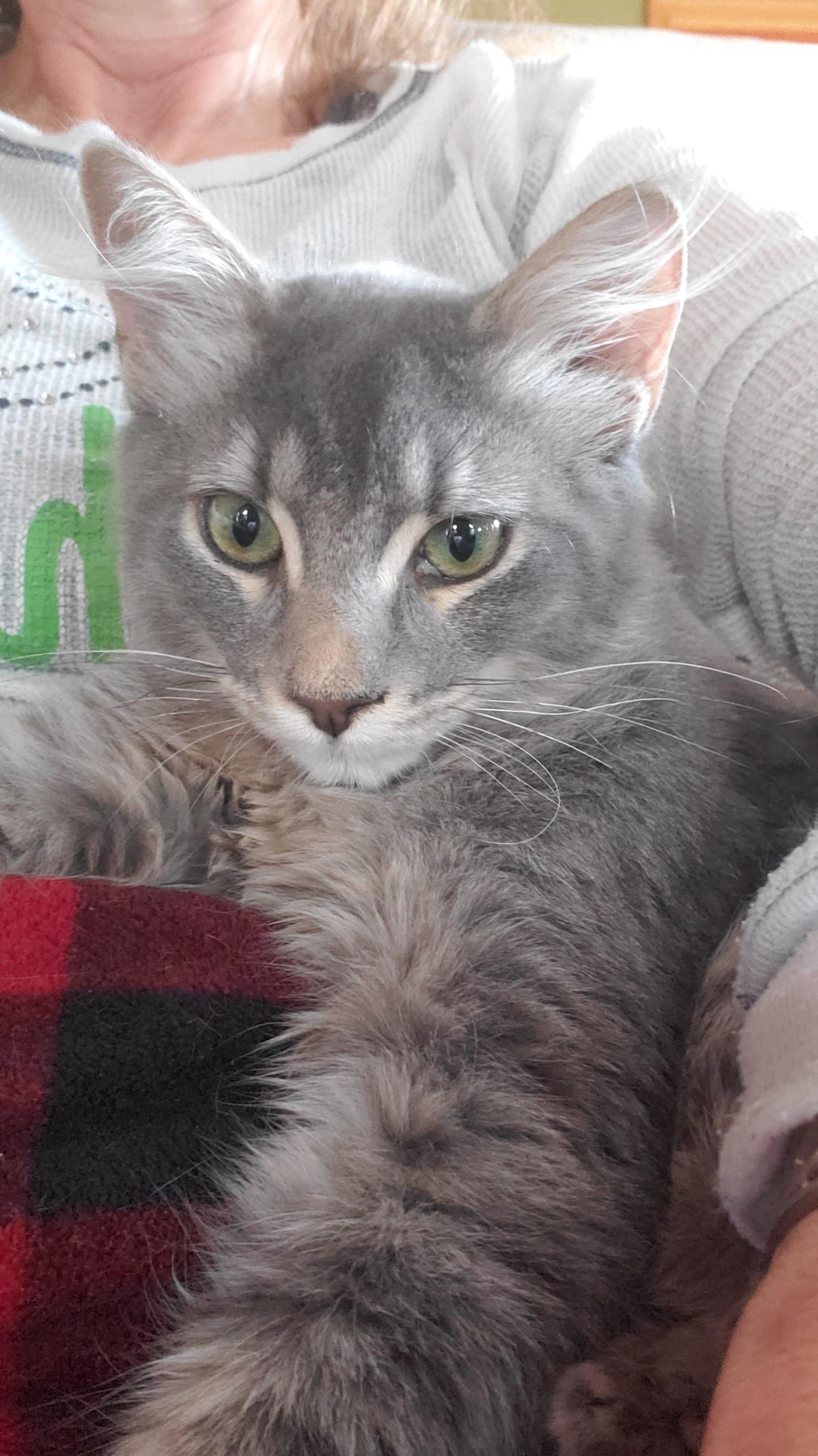 Ringo and Archer, ADOPTABLE, Young Male Domestic Short Hair.