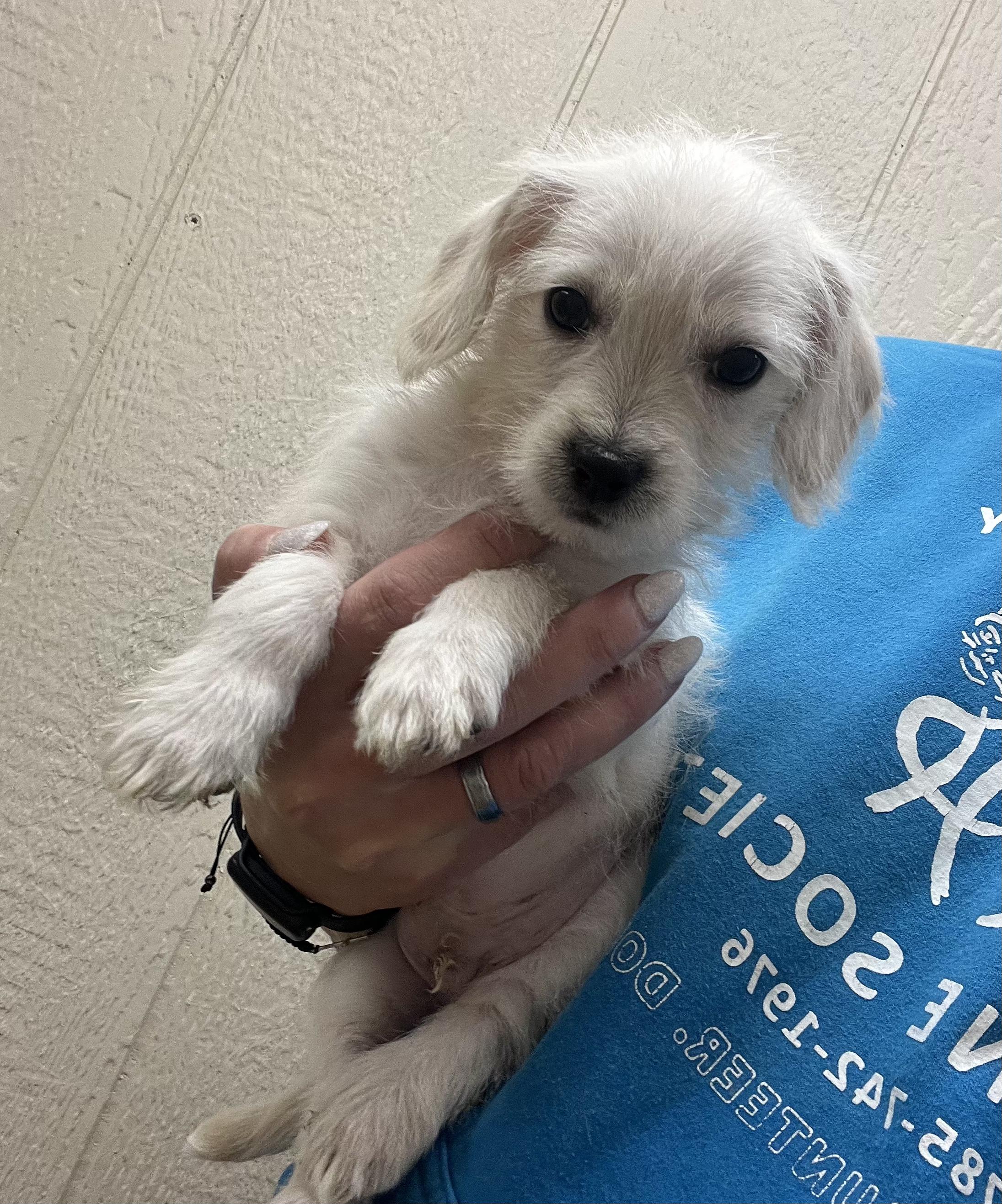 Oswald, a Adopted mixed breed in Hiawatha, KS image 1/3