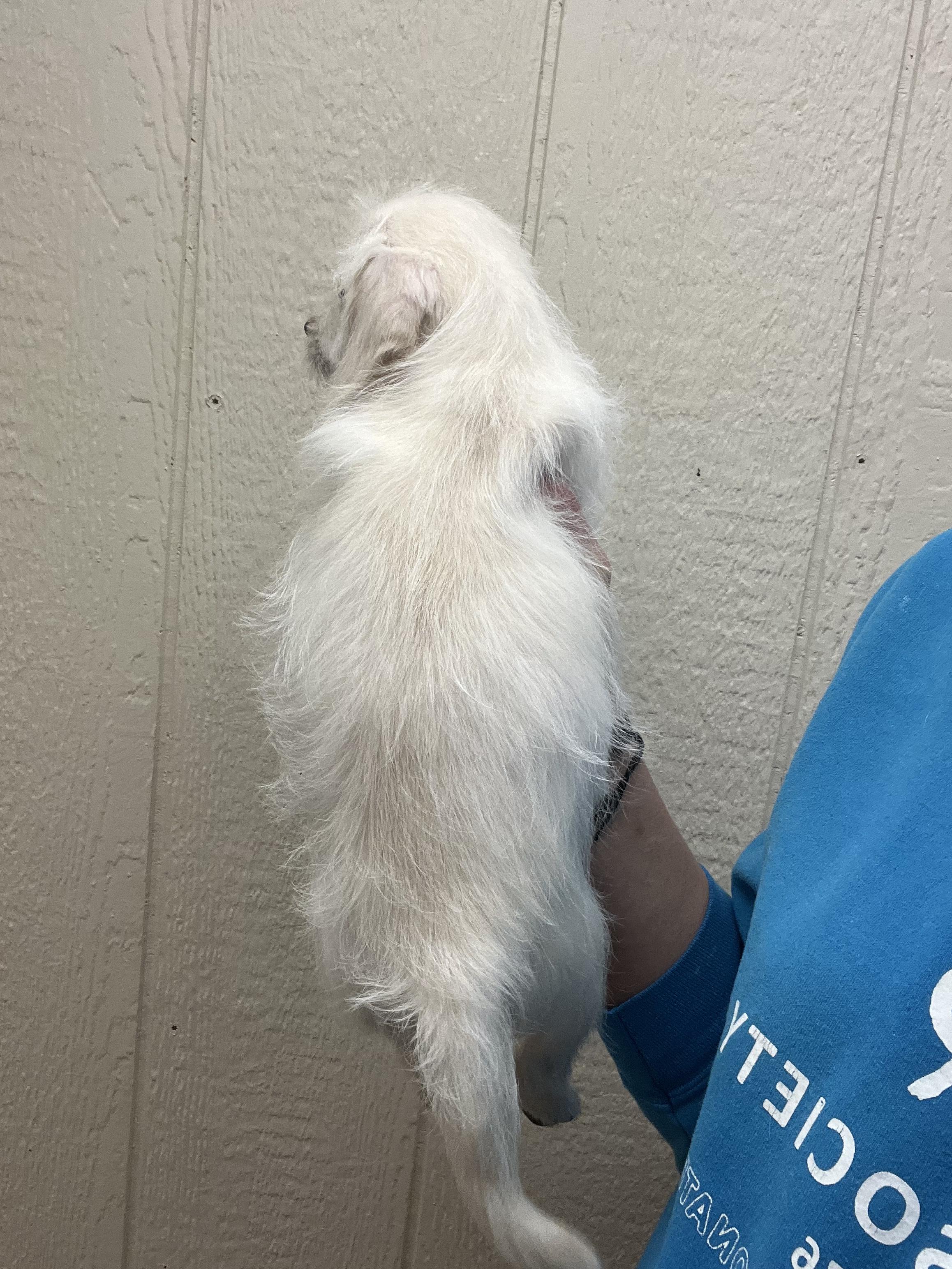 Oswald, a Adopted mixed breed in Hiawatha, KS image 2/3