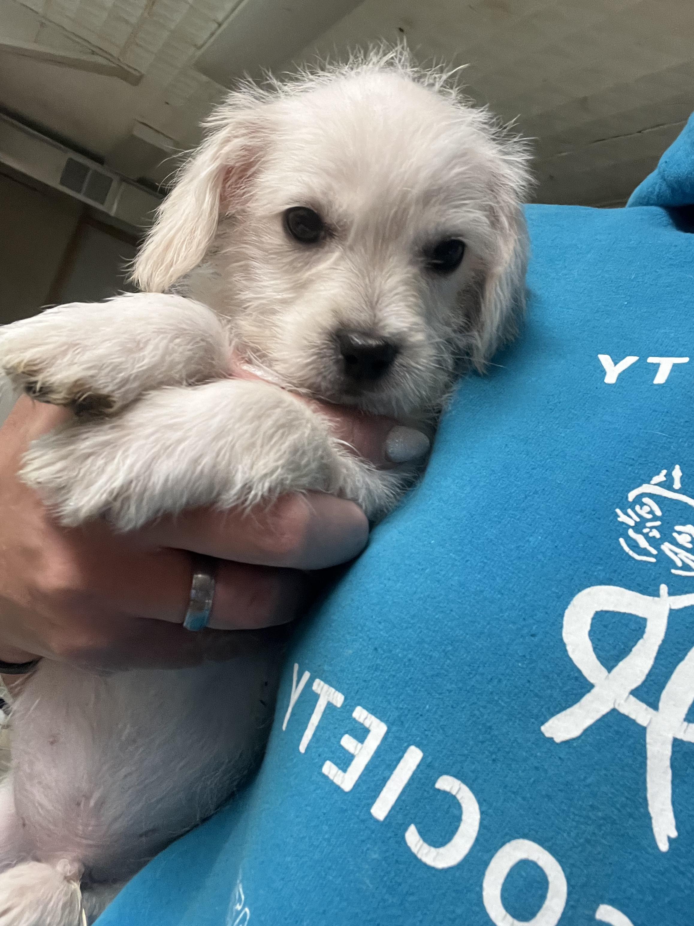 Oswald, a Adopted mixed breed in Hiawatha, KS image 3/3