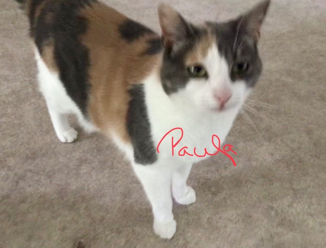 Enlarge Paula, a Adopted Calico in Sainte-Beatrix, QC image 1/2